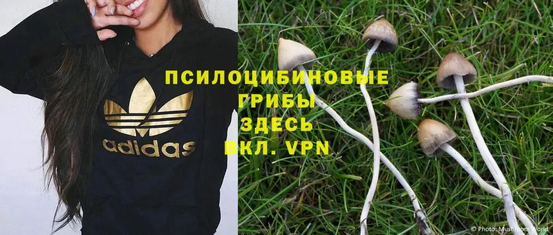 Галлюциногенные грибы Psilocybine cubensis  продажа наркотиков  Белоусово 